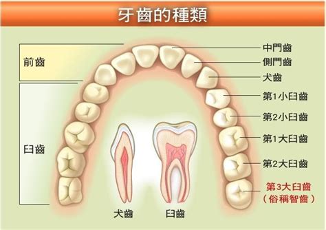 大牙位置|大臼齒